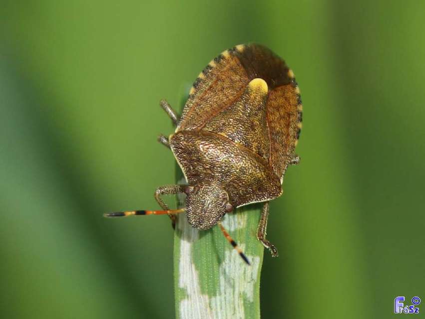Peribalus strictus - tavaszi címerespoloska Peribalus strictus - tavaszi címerespoloska