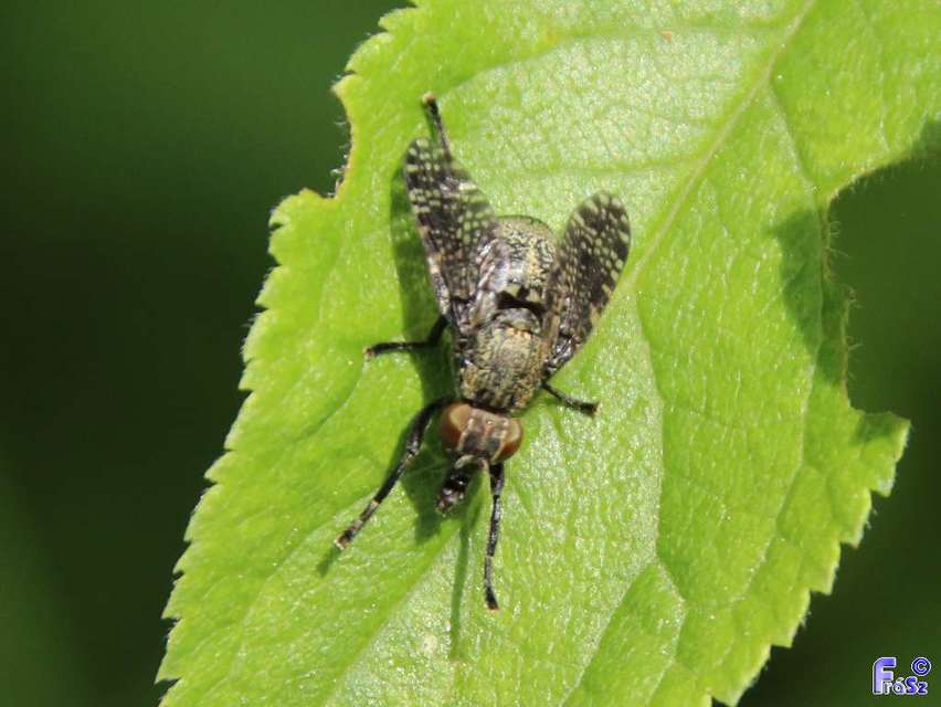 Platystoma