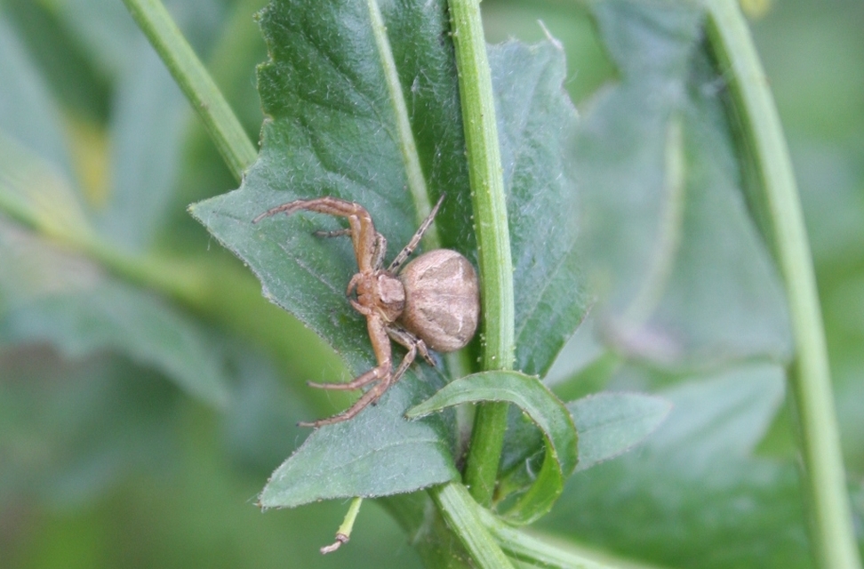 Xysticus kochi/cristatus