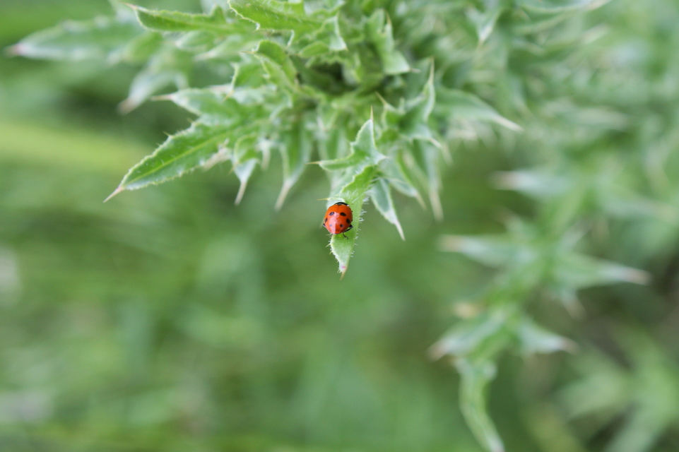 Hippodamia variegata - tizenhárompettyes katica