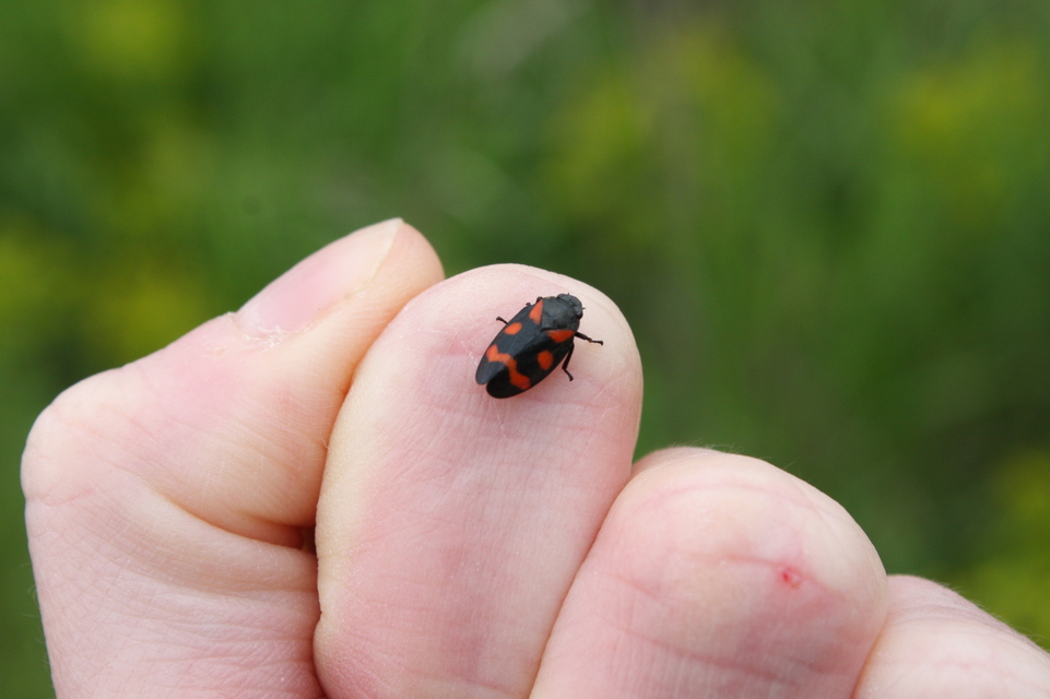 Cercopis arcuata/sanguinolenta