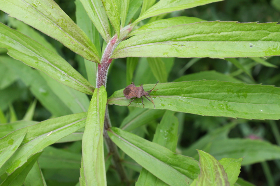 Coreus marginatus - közönséges karimáspoloska