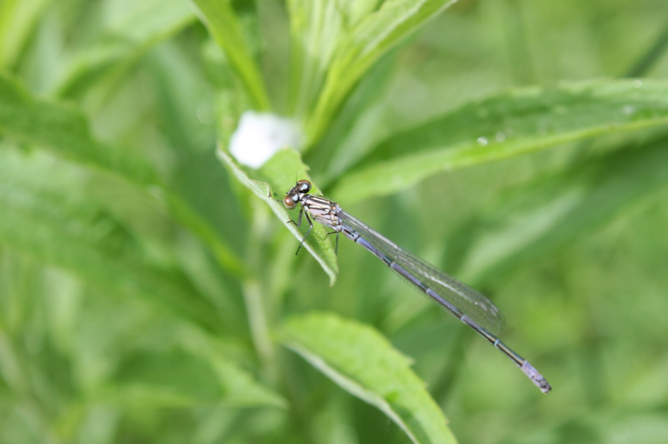 Coenagrion puella - azúrkék légivadász