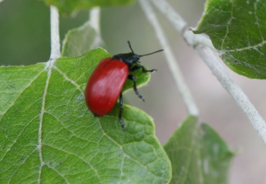 Chrysomela populi - nagy nyárlevelész