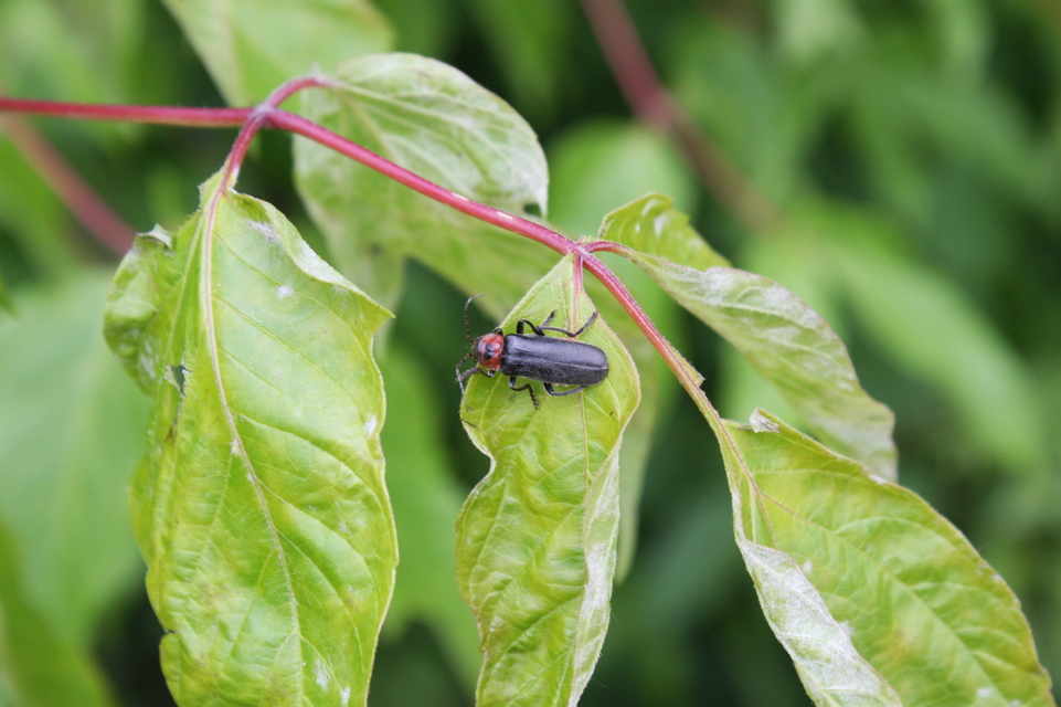 Cantharis rustica - suszterbogár