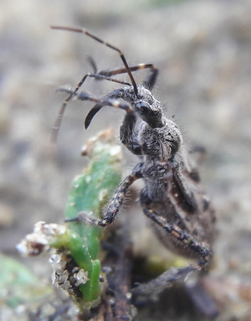 Coranus