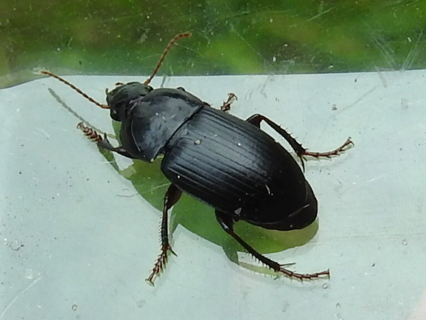 Harpalus caspius - keleti lomhafutó