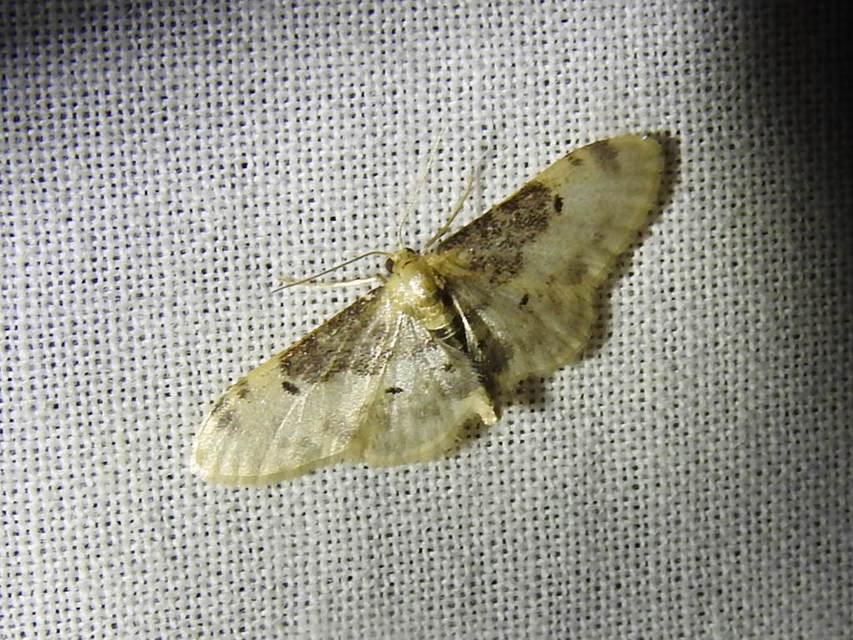 Idaea filicata - sötéttövű apróaraszoló