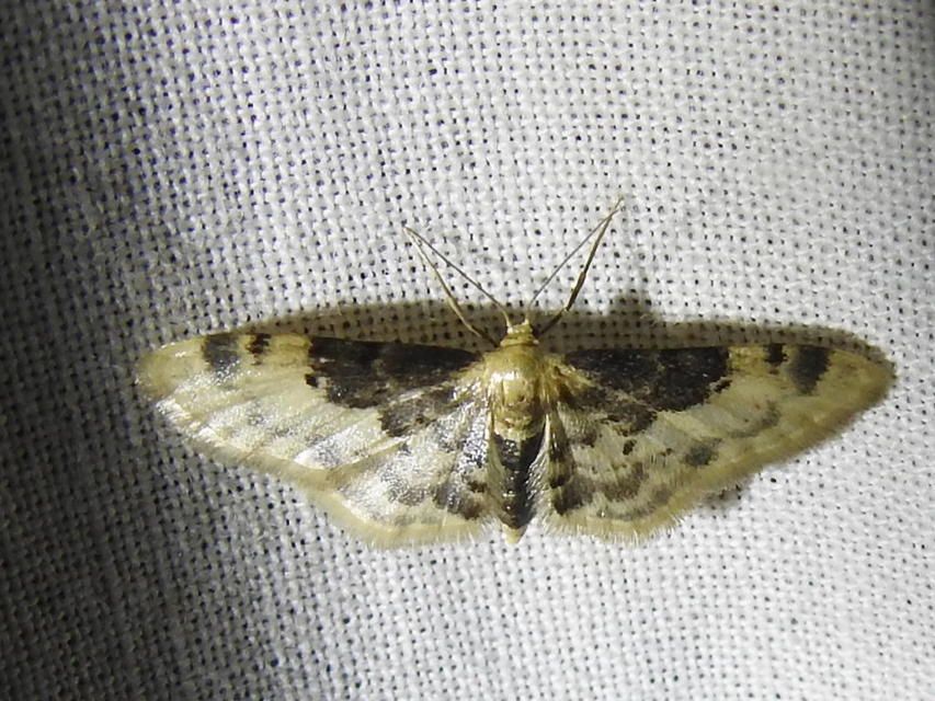 Idaea filicata - sötéttövű apróaraszoló