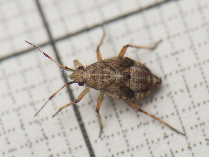 Deraeocoris flavilinea
