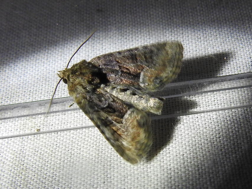 Oligia strigilis/latruncula/versicolor