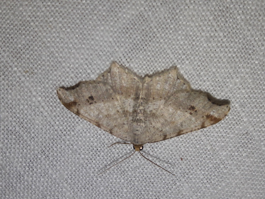 Macaria alternata - közönséges szürkearaszoló