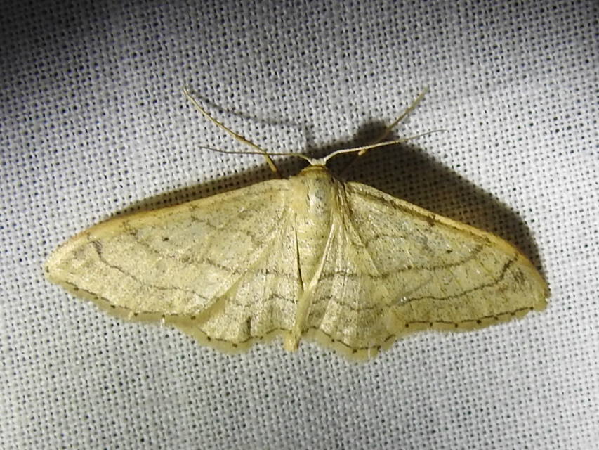 Idaea aversata - nagy sávosaraszoló