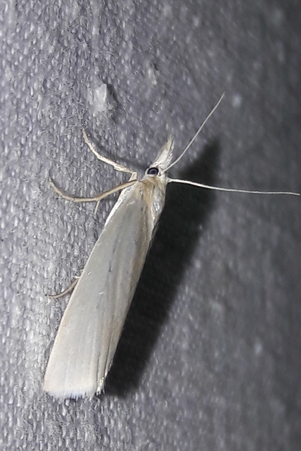 Crambus perlella - gyöngyházas fűgyökérmoly