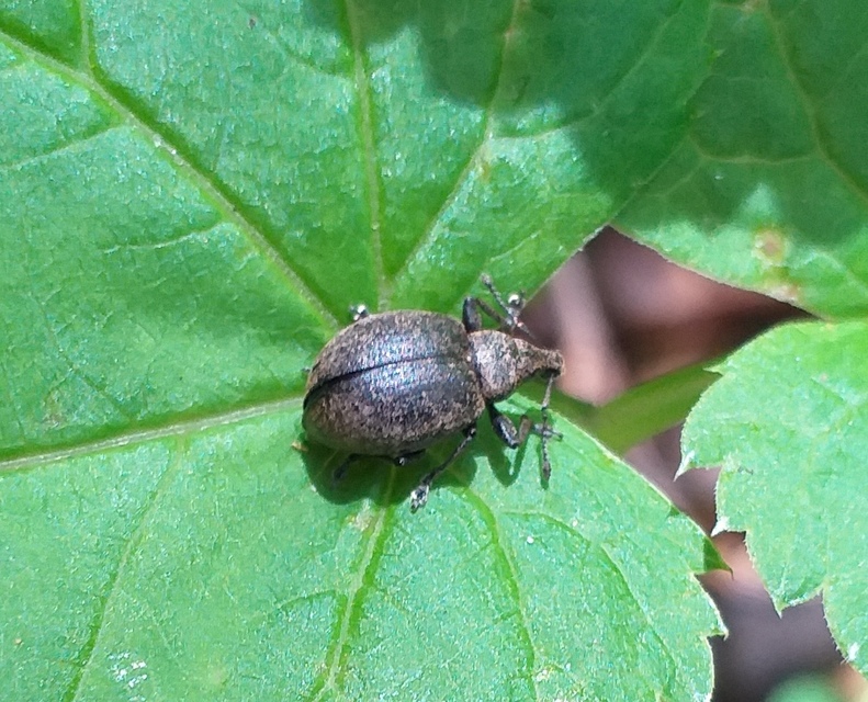 Liophloeus