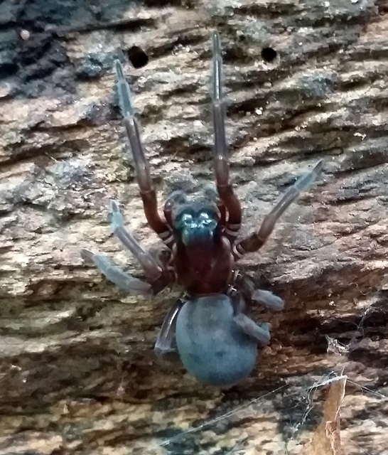 Amaurobius ferox - nagy eretnekpók