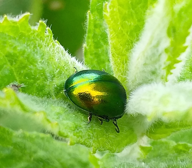Chrysolina herbacea - zöld mentalevelész
