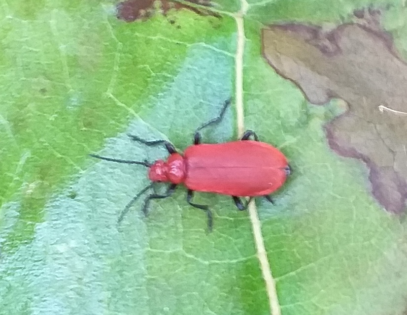 Pyrochroa serraticornis - közép-bíborbogár