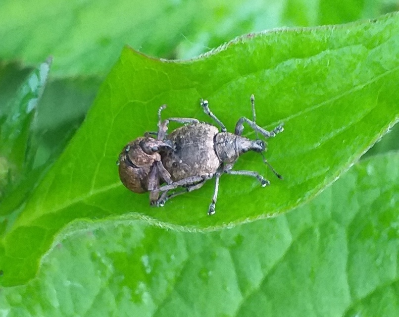 Liophloeus