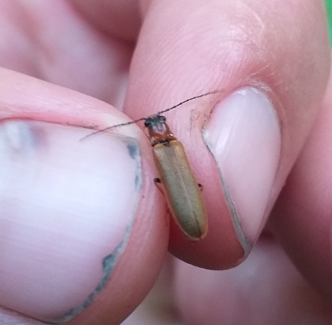 Denticollis linearis - dülledtszemű pattanó