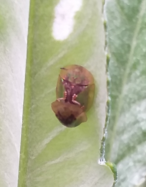 Cassida