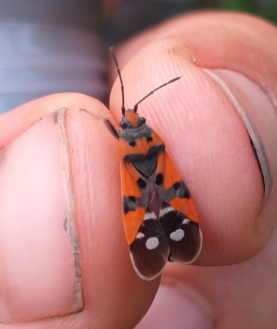 Lygaeus