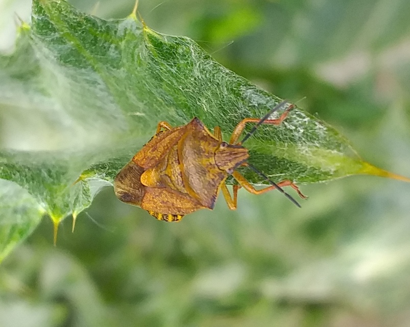 Carpocoris Carpocoris