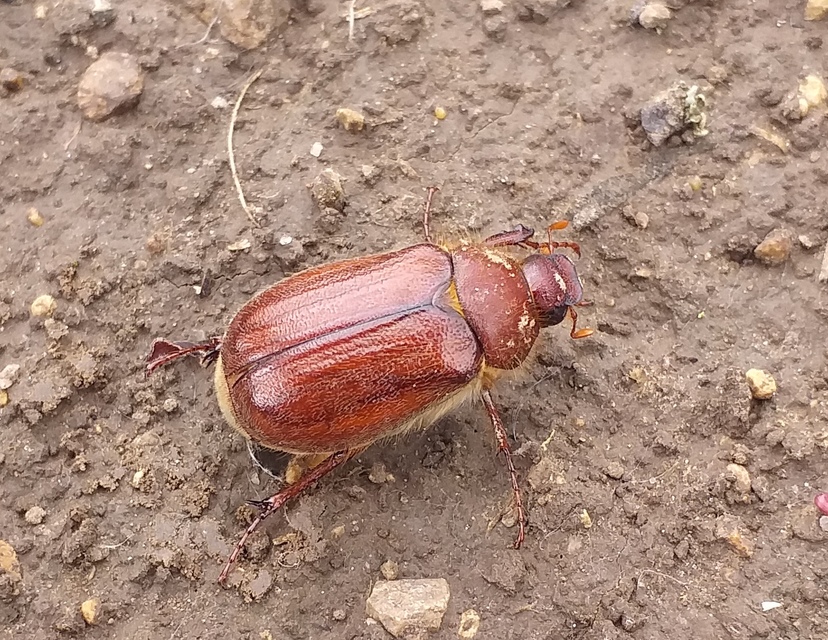 Holochelus aequinoctialis - tavaszeleji cserebogár