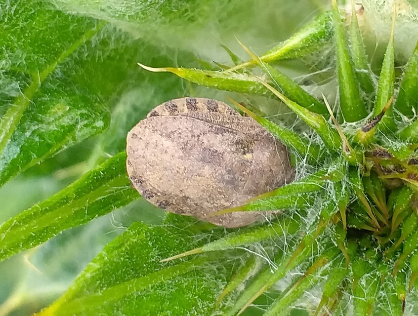 Eurygaster Eurygaster