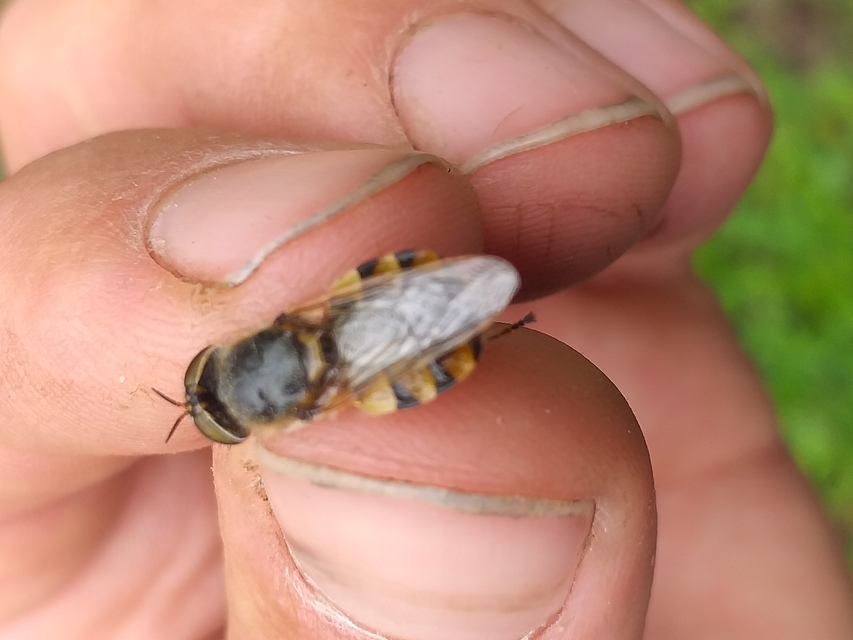 Odontomyia ornata - díszes zömöklégy