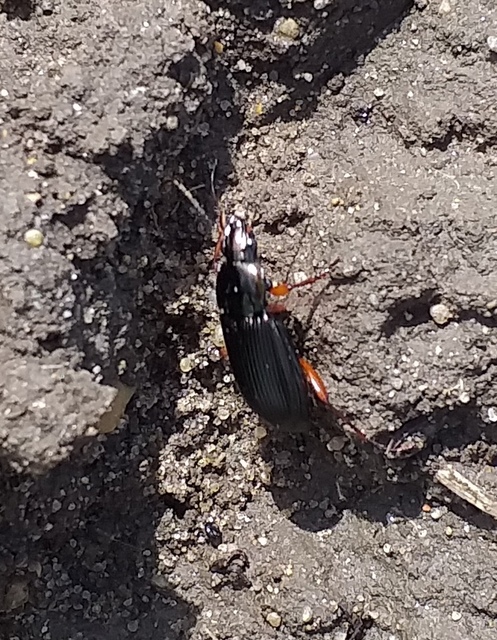 Poecilus cupreus - rezes gyászfutó