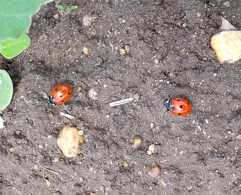 Coccinella septempunctata - hétpettyes katica