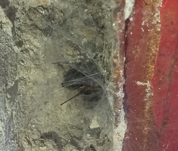 Agelenidae - zugpókok