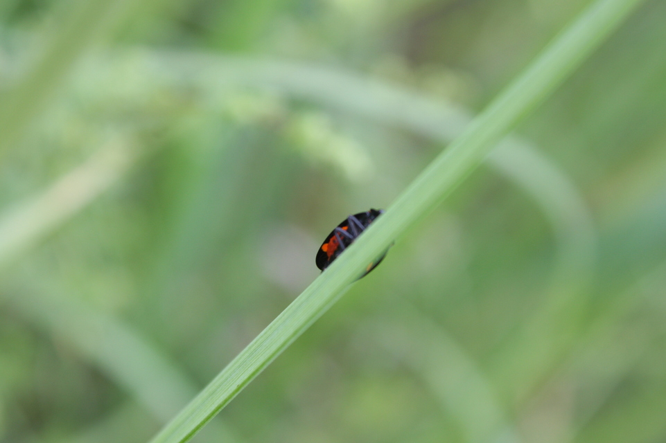 Cercopis sanguinolenta