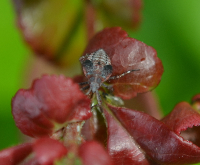 Deraeocoris