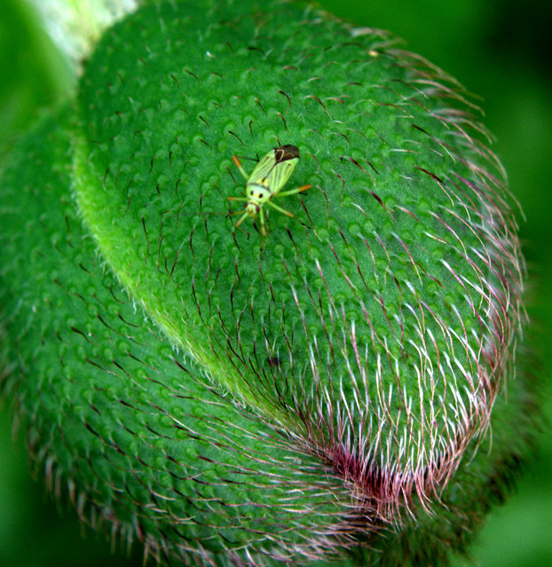 Mermitelocerus schmidtii