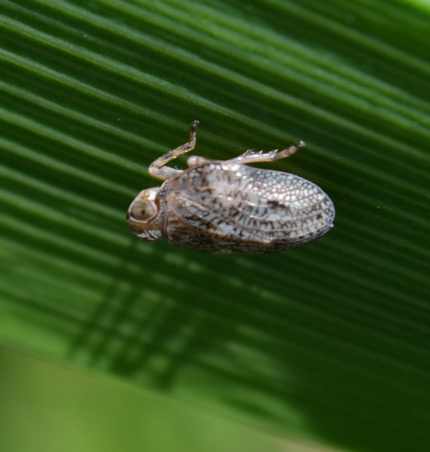 Issus coleoptratus