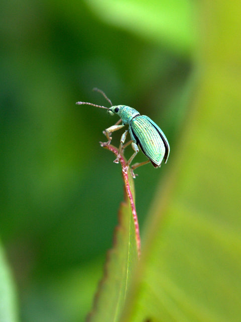Polydrusus formosus - selymes lombormányos