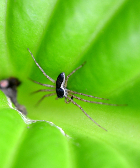 Philodromus dispar - lomb karolópók