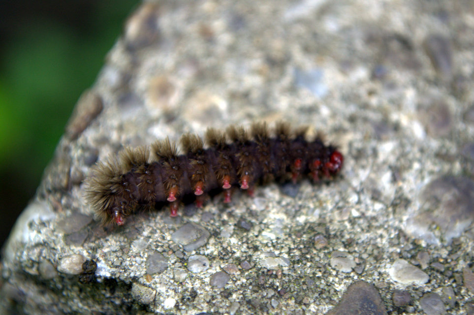 Arctia villica - fekete medvelepke