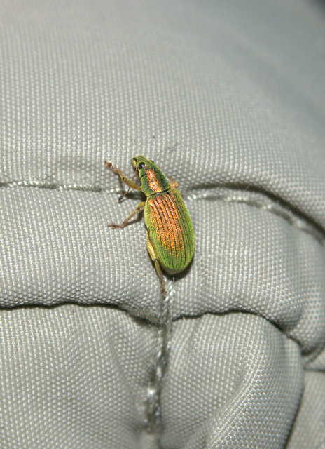 Polydrusus formosus - selymes lombormányos