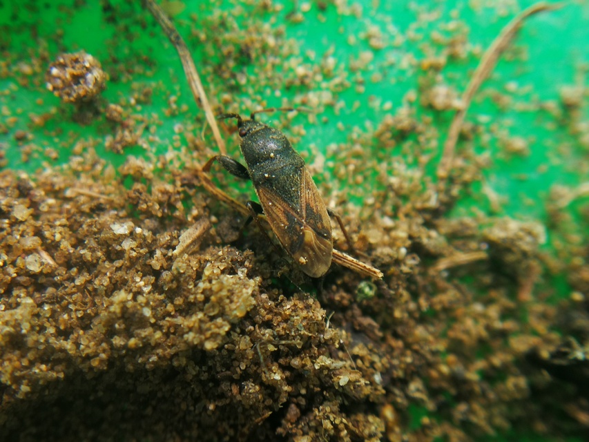 Megalonotus chiragra - bundás bodobács