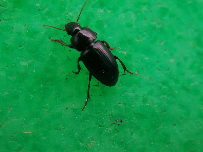 Harpalus pumilus - törpe lomhafutó
