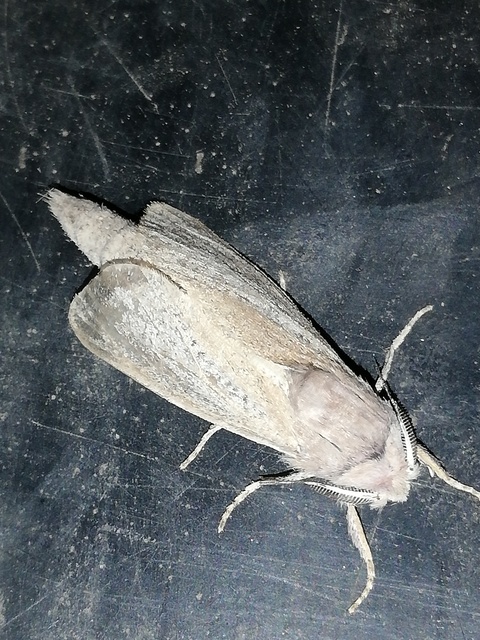 Phragmataecia castaneae - nádfúrólepke