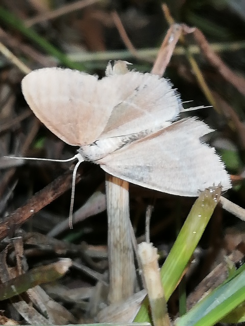 Chlorissa viridata/cloraria
