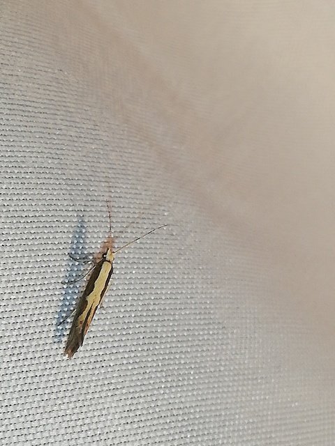 Plutella xylostella - káposztamoly