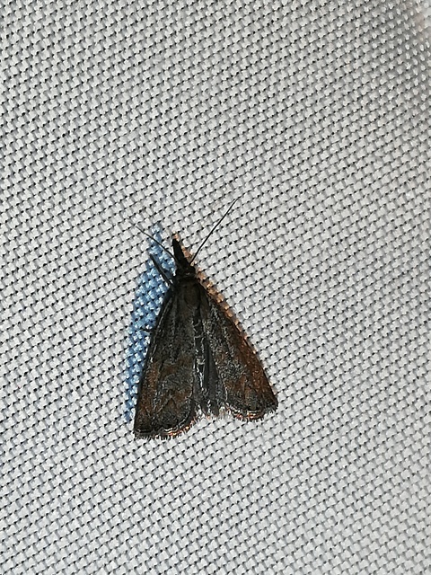 Platytes cerussella - törpe fűgyökérmoly