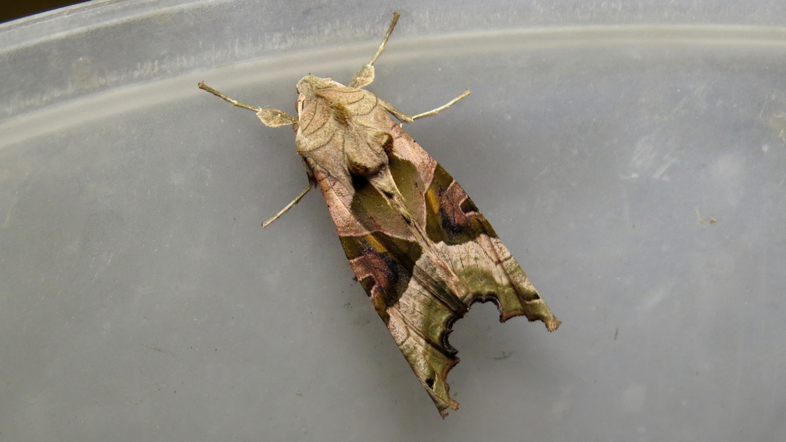 Phlogophora meticulosa - vándorló csipkésbagoly
