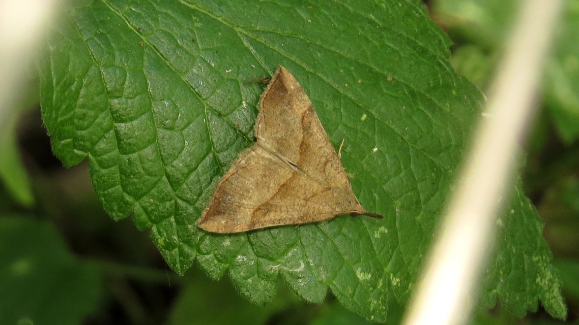 Hypena proboscidalis - ormányos karcsúbagoly