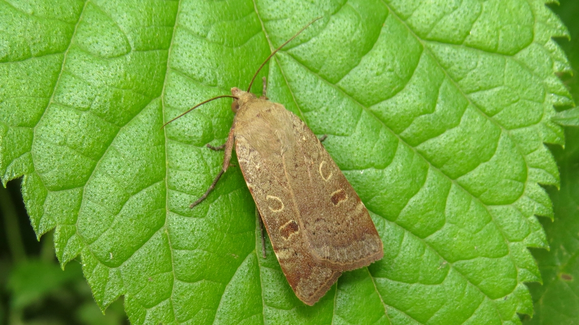 Noctua comes - kis sárgafűbagoly